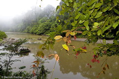 Danum Valley Regenwaldfluss - Zum Vergroessern klicken!